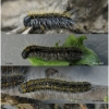 apor crataegi larva4 volg